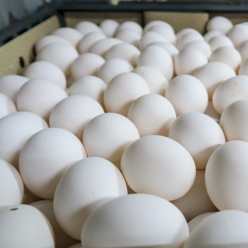 	Eggs	